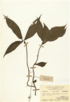 藏品(樓梯草屬)的圖片